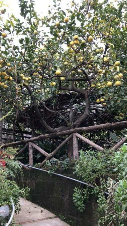Apartamento Rosy Monolocale Nel Centro Storico Di Torre Annunziata Di Fronte Scavi Oplonti Exterior foto